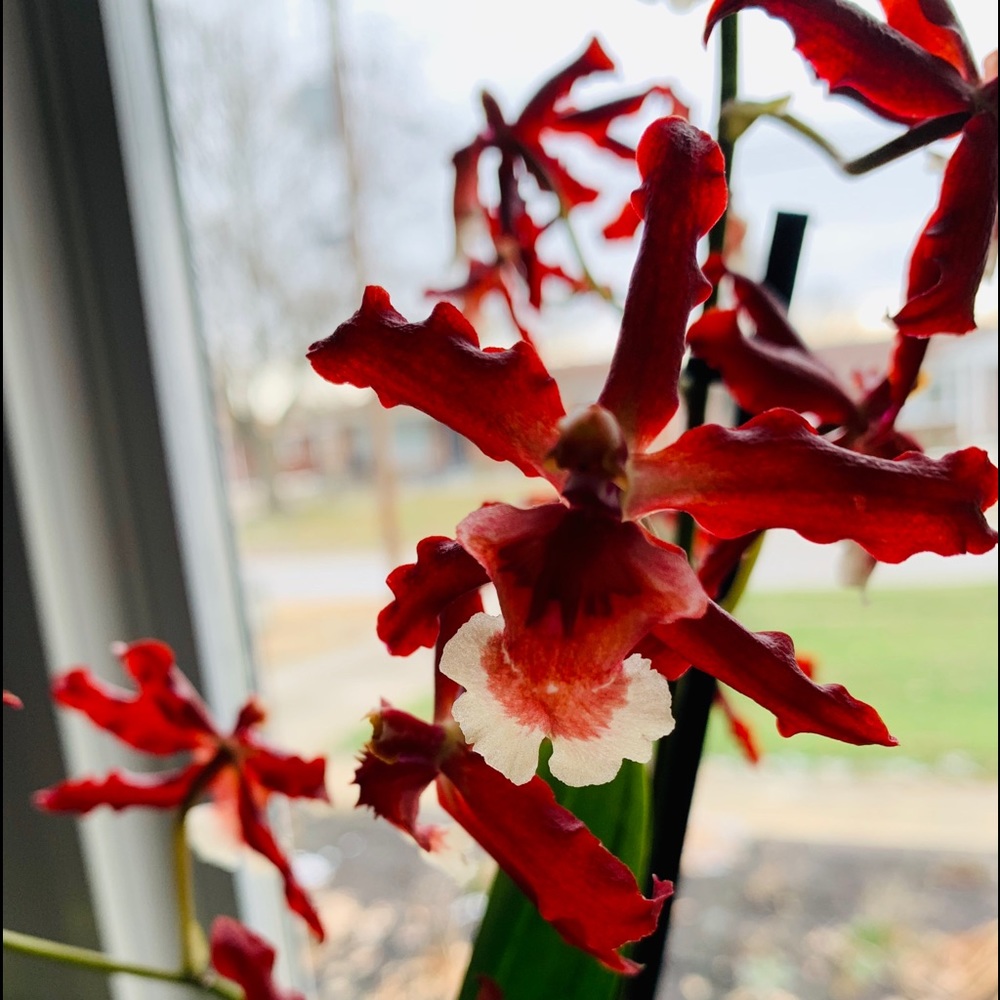 Meet your Posher, Teresa